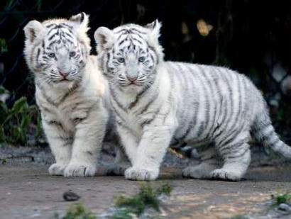Baby tiger 4