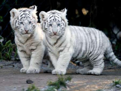 Divlje Macke Tigercubs